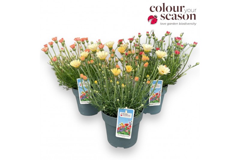 Rhodanthemum hosmariense zagora pink Rhodanthemum Zagora mix 