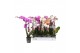 Phalaenopsis mix 3 tak - 18+ bloemen 