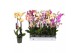 Phalaenopsis mix 3 tak - 18+ bloemen 