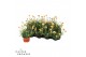 Rhodanthemum hosmariense zagora yellow 