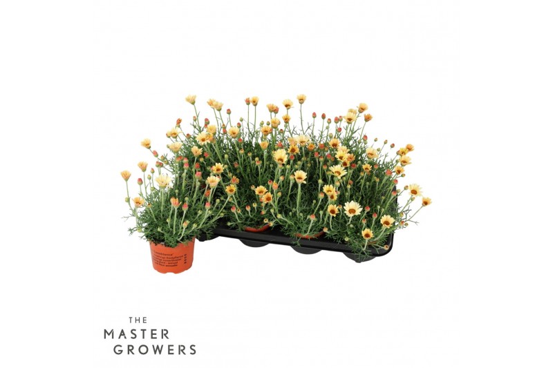 Rhodanthemum hosmariense zagora yellow 