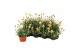 Rhodanthemum hosmariense zagora yellow 
