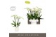 Phalaenopsis wit Impresso Mathilde - 4 tak, 40+ bloem - Molise White A 