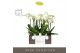 Phalaenopsis wit Impresso Mathilde - 4 tak, 40+ bloem - Molise White A 