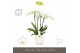 Phalaenopsis wit Impresso Mathilde - 4 tak, 40+ bloem - Molise White A 