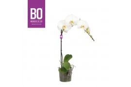 Phalaenopsis wit BO - King White - 70cm - 1 tak, 9+ bloem