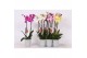 Phalaenopsis mix 2 tak - 18+ bloemen grijs keramiek 