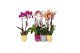 Phalaenopsis mix 2 tak - 18+ bloemen mix keramiek 