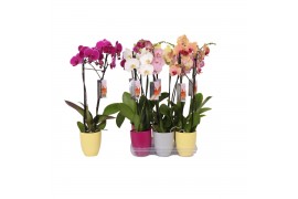 Phalaenopsis mix 2 tak - 18+ bloemen mix keramiek