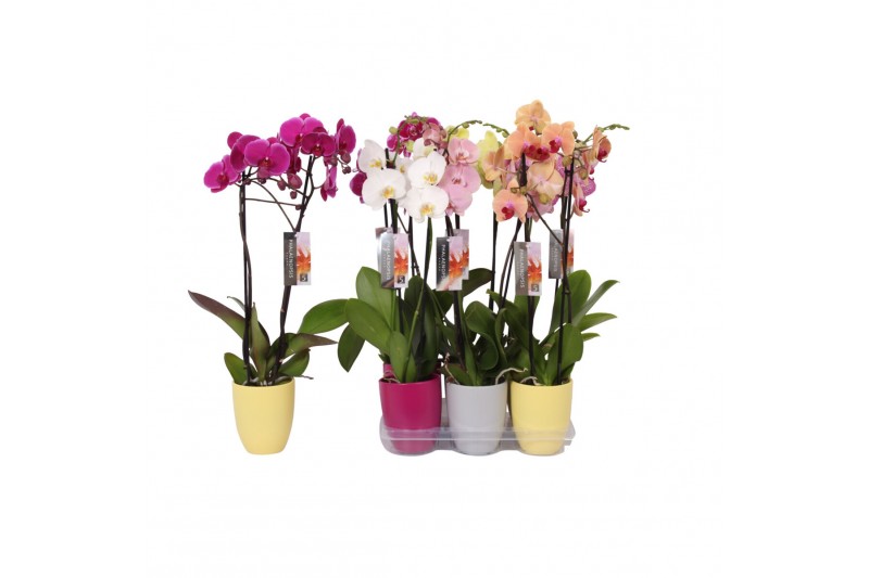 Phalaenopsis mix 2 tak - 18+ bloemen mix keramiek Phalaenopsis mix 2 tak - 18+ bloemen mix keramiek