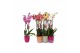 Phalaenopsis mix 2 tak - 18+ bloemen mix keramiek 