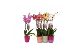 Phalaenopsis mix 2 tak - 18+ bloemen mix keramiek