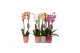 Phalaenopsis mix 2 tak - 18+ bloemen mix keramiek 