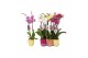 Phalaenopsis mix 2 tak - 18+ bloemen mix keramiek 