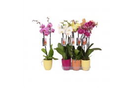 Phalaenopsis mix 2 tak - 18+ bloemen mix keramiek