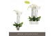 Phalaenopsis wit Fortuno Alto - 3 tak, 18+ bloem 
