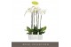 Phalaenopsis wit Fortuno Alto - 3 tak, 18+ bloem 
