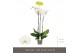 Phalaenopsis wit Fortuno Alto - 3 tak, 18+ bloem 