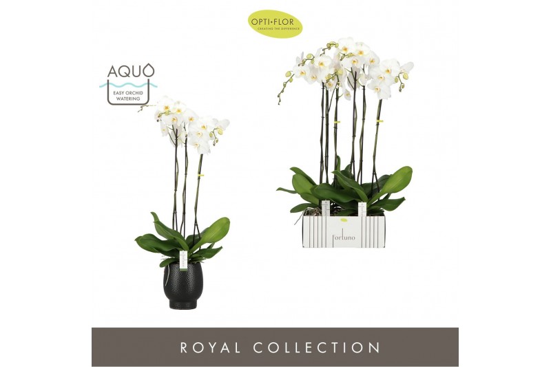 Phalaenopsis wit Fortuno Alto - 3 tak, 18+ bloem - Abruzzo Black Aquo 