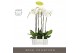 Phalaenopsis wit Fortuno Alto - 3 tak, 18+ bloem - Abruzzo Black Aquo 