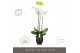 Phalaenopsis wit Fortuno Alto - 3 tak, 18+ bloem - Abruzzo Black Aquo 