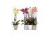 Phalaenopsis mix 2 tak - 18+ bloemen mix keramiek 