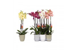 Phalaenopsis mix 2 tak - 18+ bloemen mix keramiek