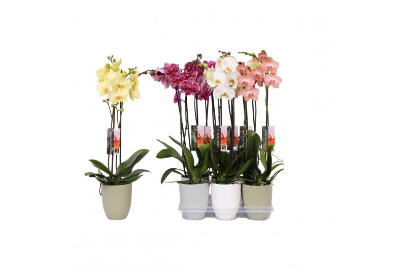Phalaenopsis mix 2 tak - 18+ bloemen mix keramiek Phalaenopsis mix 2 tak - 18+ bloemen mix keramiek