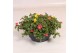 Portulaca mix Portulaca Nano schaal mix in pot 