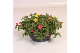 Portulaca mix Portulaca Nano schaal mix in pot