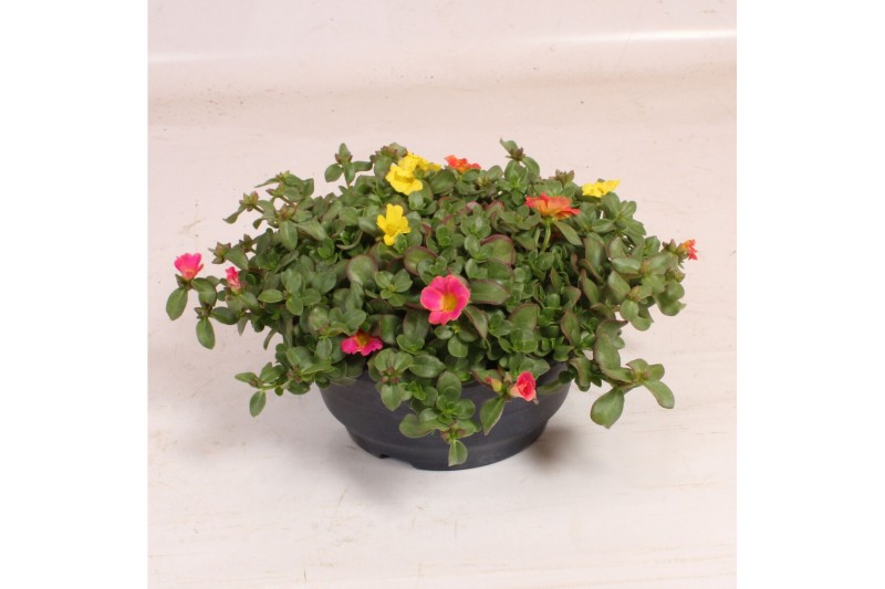 Portulaca mix Portulaca Nano schaal mix in pot Portulaca mix Portulaca Nano schaal mix in pot