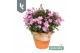 Campanula port. ambella pink Campanula Ambella Pink in terracotta 