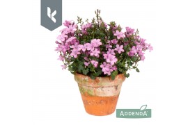 Campanula port. ambella pink Campanula Ambella Pink in terracotta