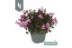 Campanula port. ambella pink 