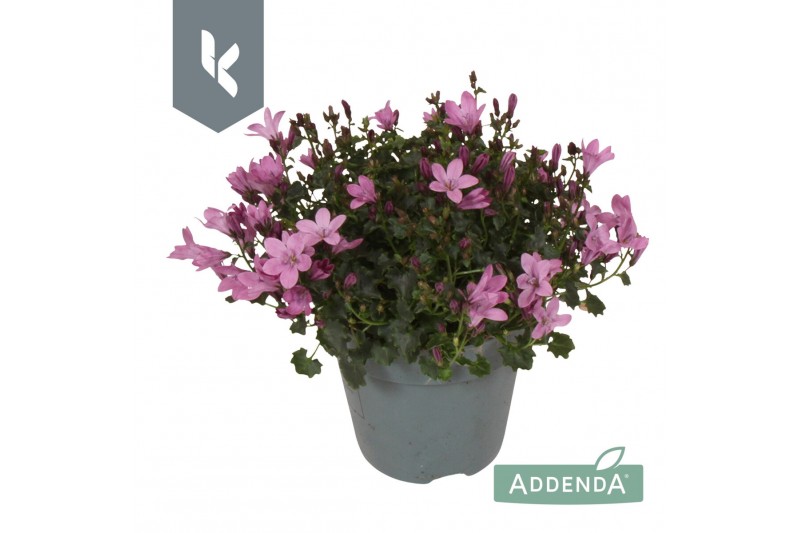 Campanula port. ambella pink 