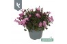 Campanula port. ambella pink