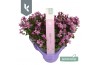 Campanula port. ambella pink 3-pack