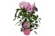 Pandorea jasminoides op rek 