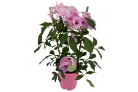 Pandorea jasminoides op rek