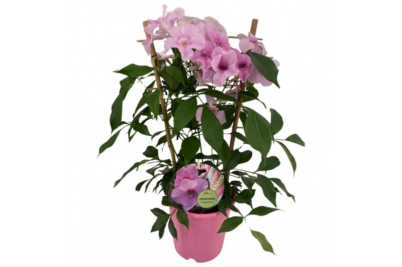 Pandorea jasminoides op rek 
