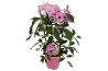Pandorea jasminoides op rek
