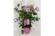 Pandorea jasminoides op rek 