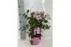 Pandorea jasminoides op rek 