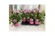 Pandorea jasminoides op rek 