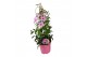 Pandorea jasminoides piramide 