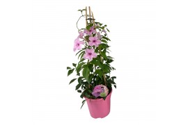 Pandorea jasminoides piramide