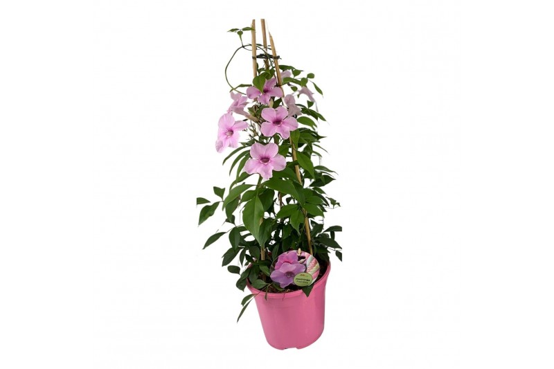 Pandorea jasminoides piramide 