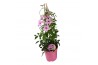Pandorea jasminoides piramide