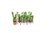 Zamioculcas zamiifolia 2+ veren - 40cm - Blanco hoes