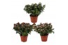 Rhododendron simsii mevr gerard kint mix (Kint soorten)